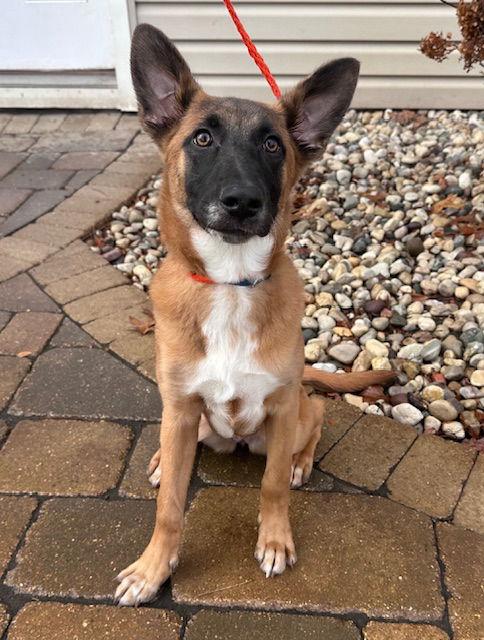 Holly CA, Adopted, Puppy Female Shepherd.