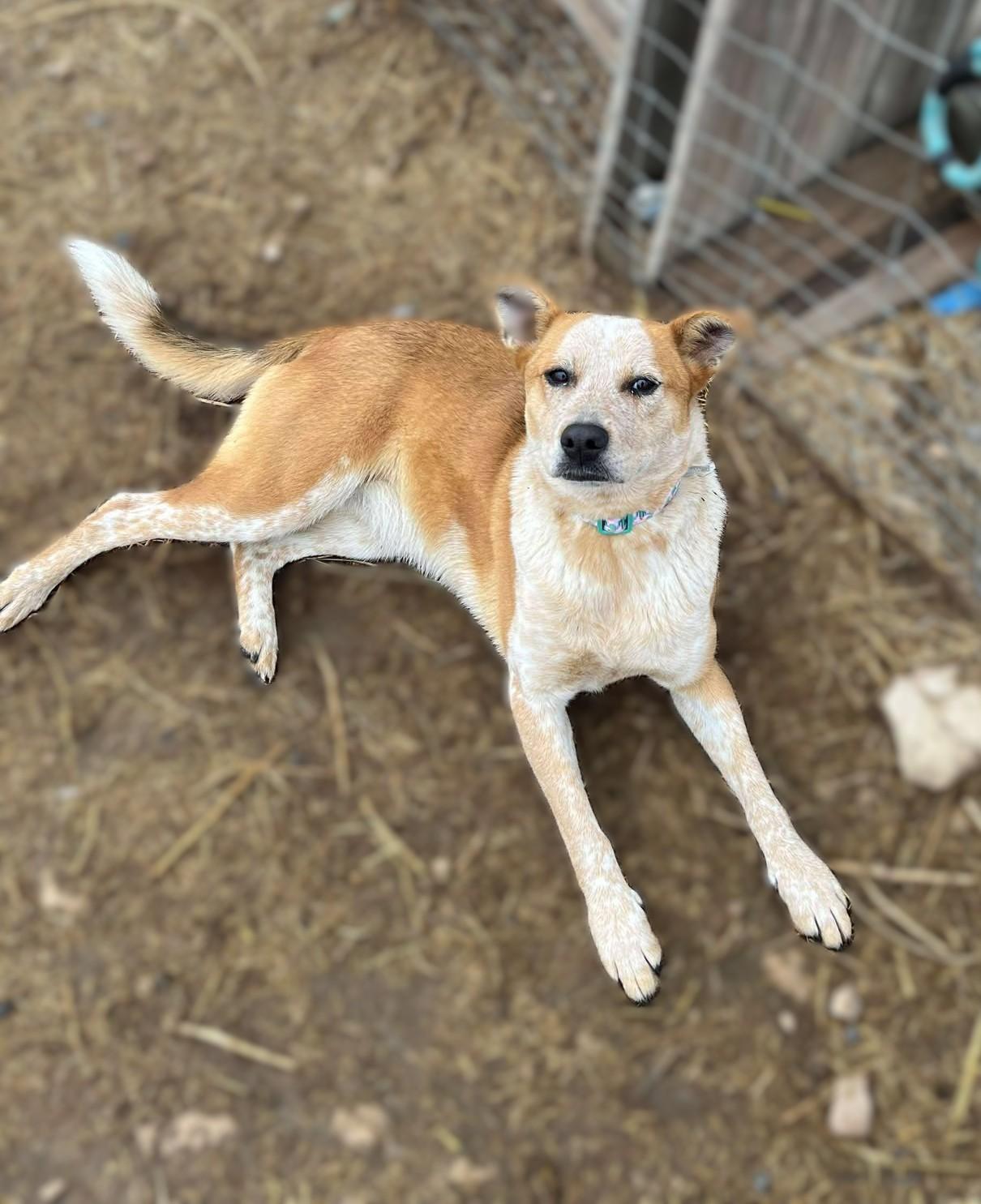 Sienna, Adoptable, Adult Female Australian Cattle Dog / Blue Heeler.