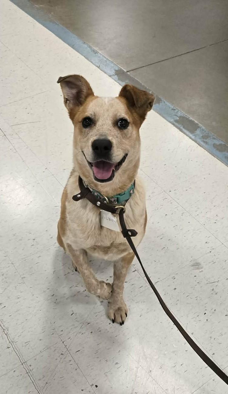 Sienna, Adoptable, Adult Female Australian Cattle Dog / Blue Heeler.