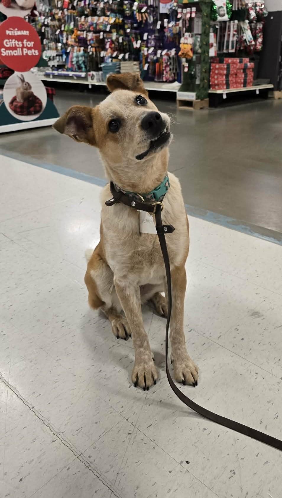 Enlarge Sienna: RIDGE DOG IN TRAINING, a Adoptable mixed breed in Othello, WA image 5/5