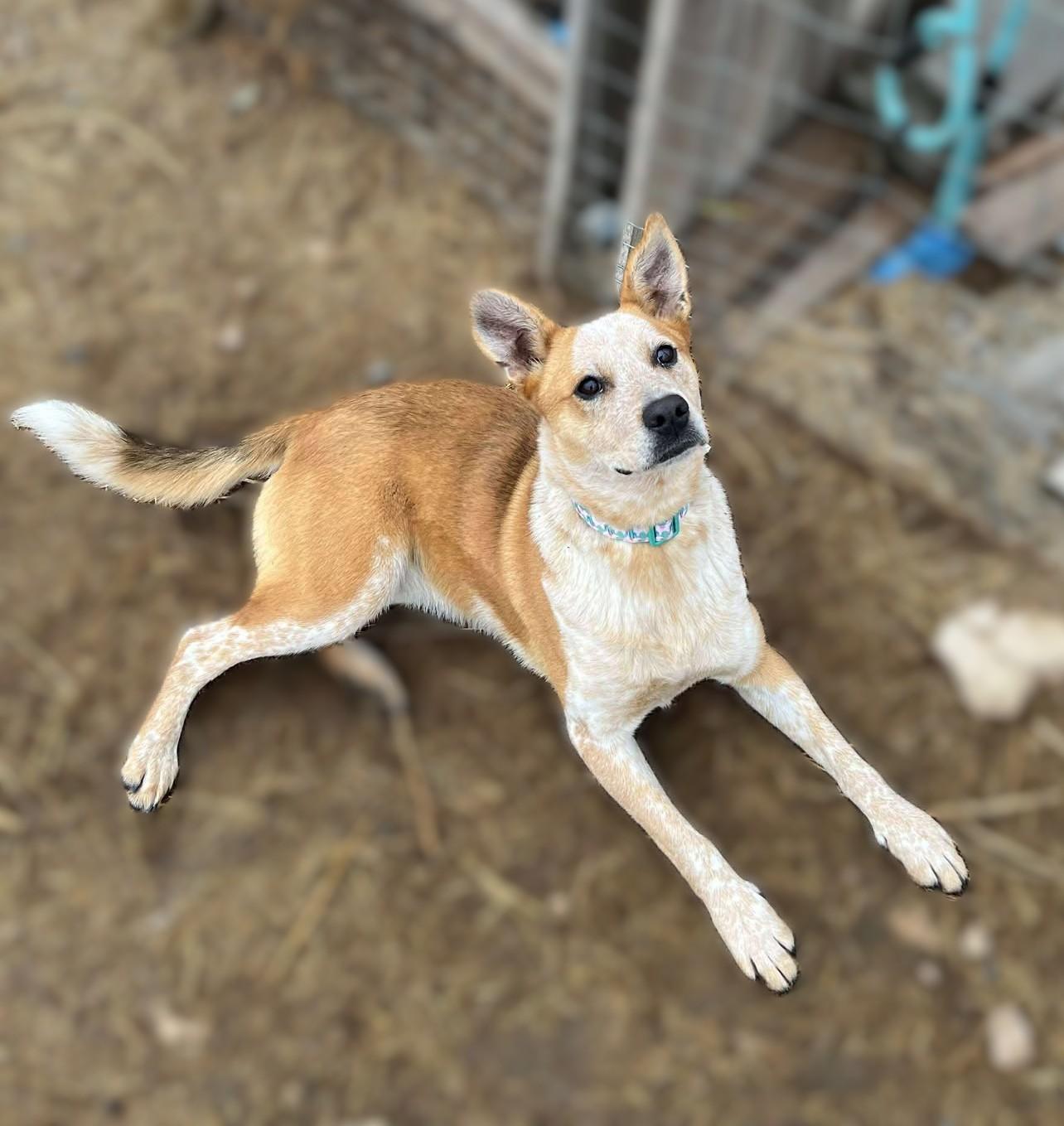 Enlarge Sienna, a Adoptable mixed breed in Othello, WA image 2/3