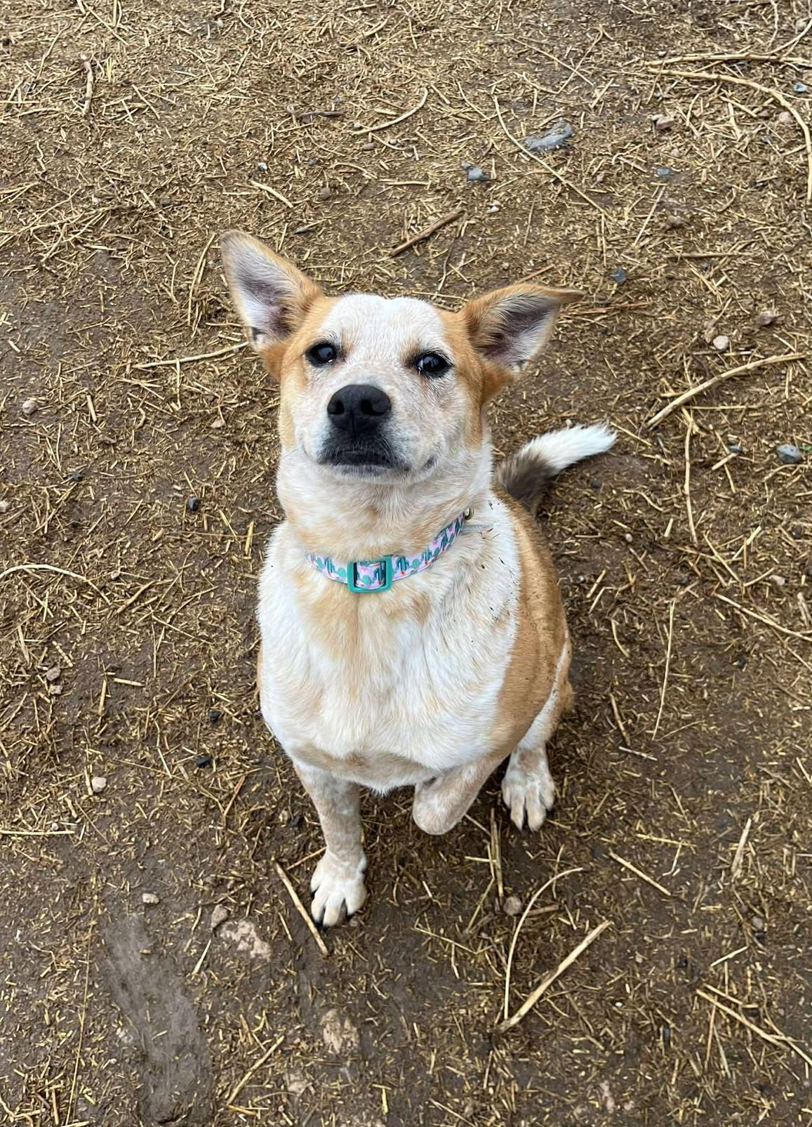 Enlarge Sienna, a Adoptable mixed breed in Othello, WA image 3/3