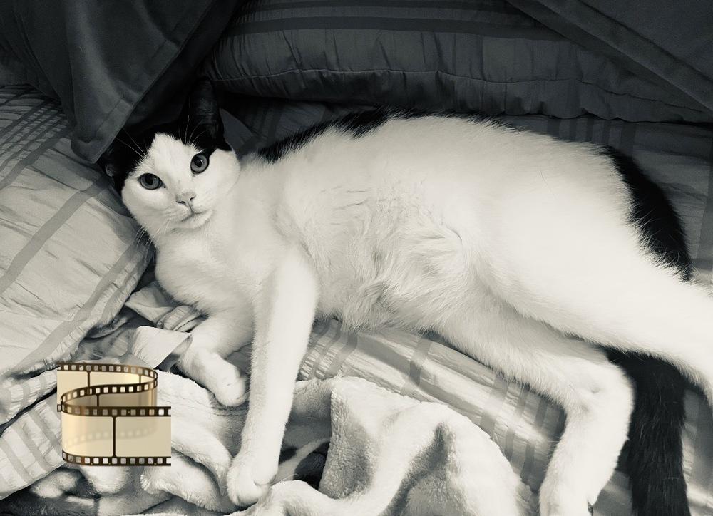 Bela Lugosi, a Adoptable mixed breed in Warren, CT image 2/6