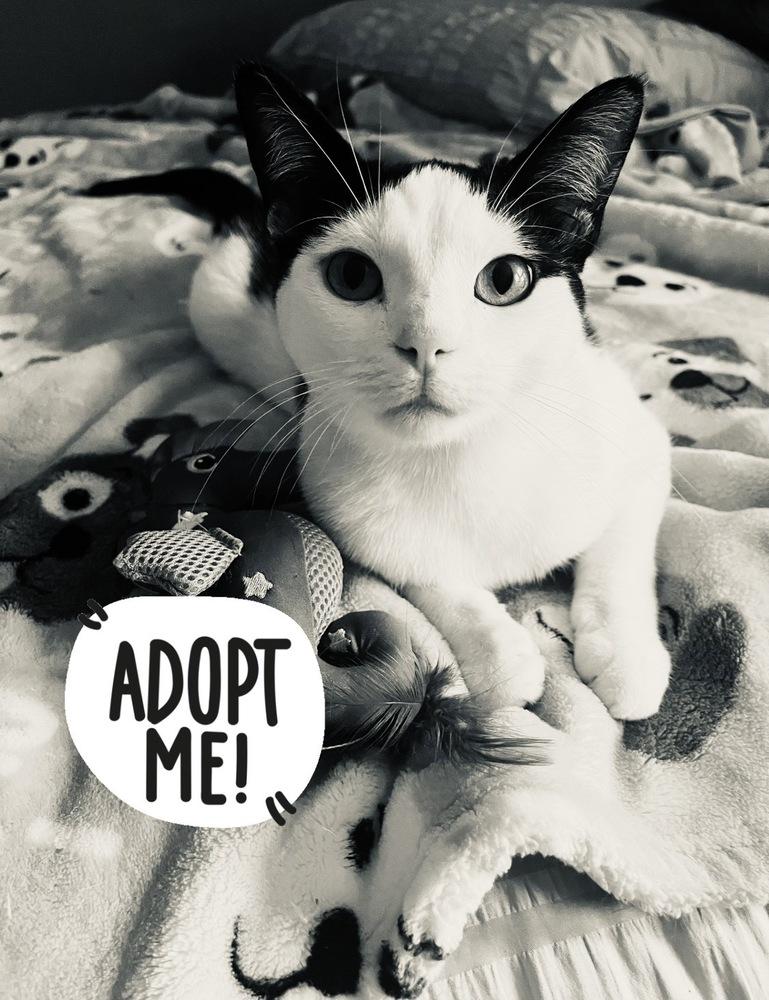 Bela Lugosi, a Adoptable mixed breed in Warren, CT image 3/6
