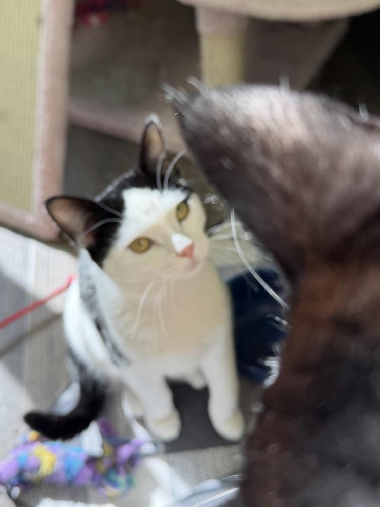 Bela Lugosi, a Adoptable mixed breed in Warren, CT image 4/6