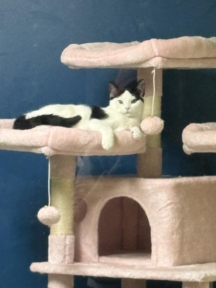 Bela Lugosi, a Adoptable mixed breed in Warren, CT image 5/6