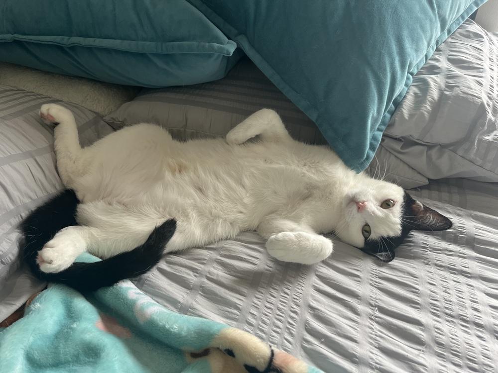 Bela Lugosi, a Adoptable mixed breed in Warren, CT image 6/6