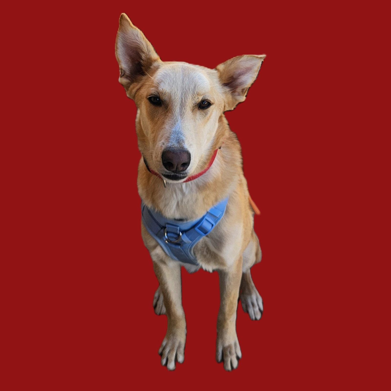 Blondie, Adoptable, Young Female Labrador Retriever.