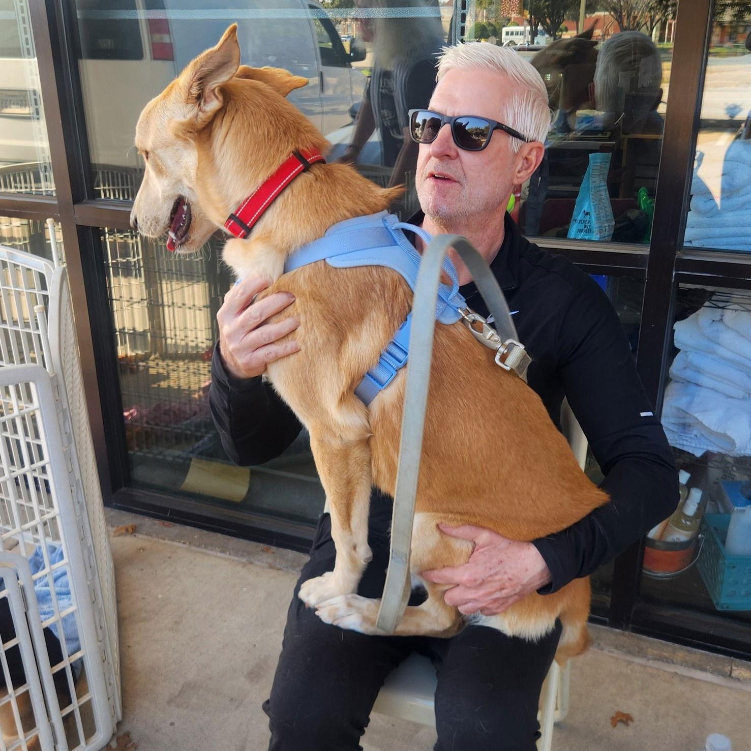 Blondie, Adoptable, Young Female Labrador Retriever.