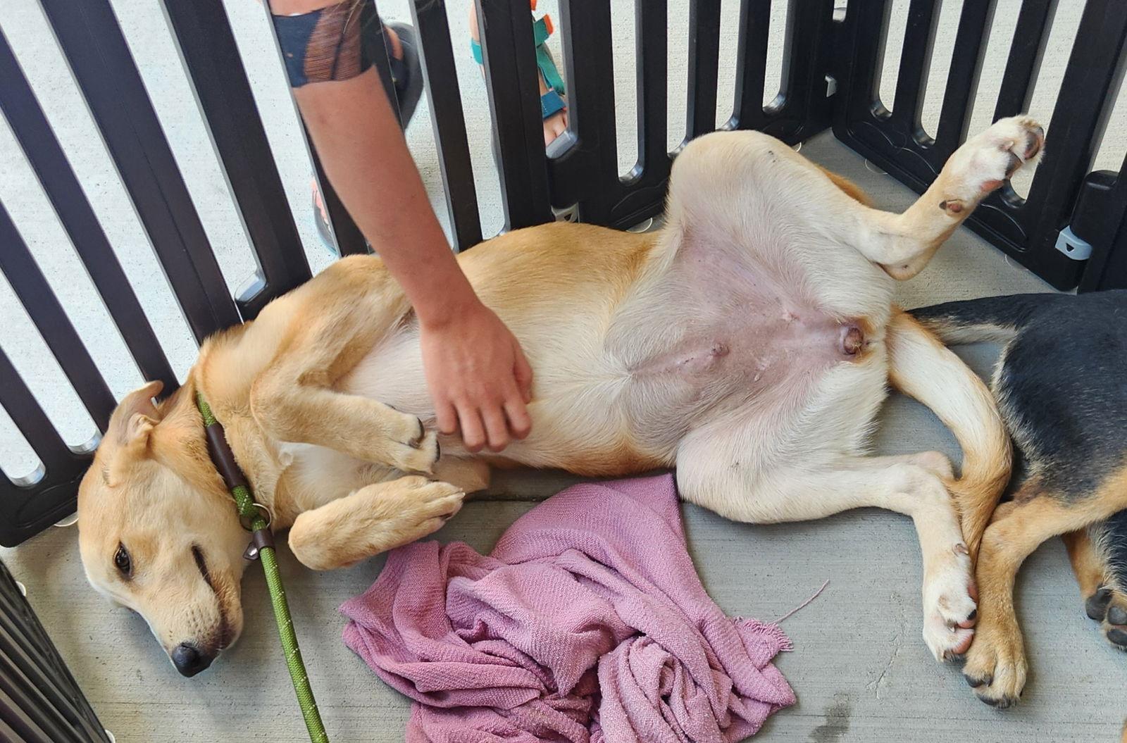 Enlarge Blondie, a Adoptable Labrador Retriever in Dallas, TX image 2/3