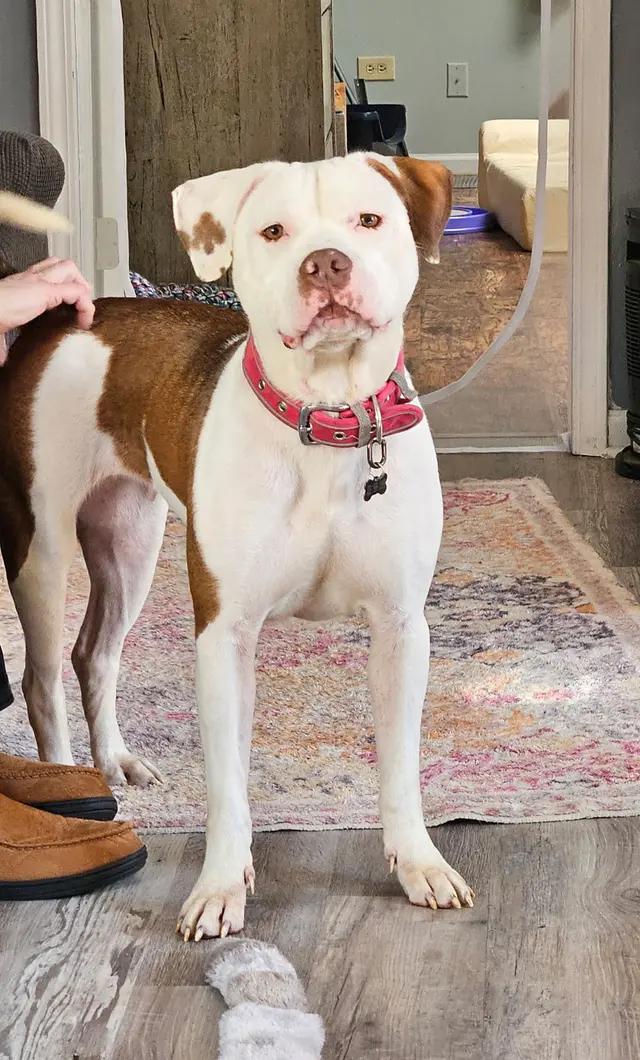 Enlarge Flo, an adoptable mixed breed in Troy, MI image 2/11