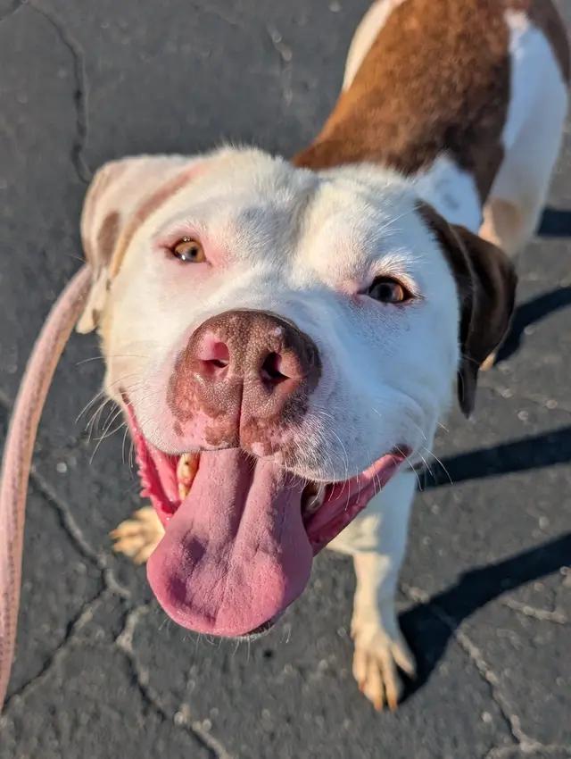 Enlarge Flo, an adoptable mixed breed in Troy, MI image 3/11