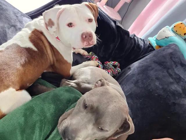 Enlarge Flo, an adoptable mixed breed in Troy, MI image 4/11