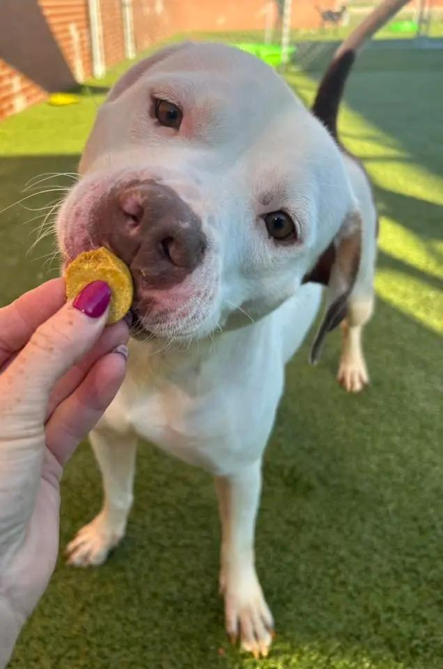 Flo, adoptable, Adult Female Pit Bull Terrier & American Staffordshire Terrier.