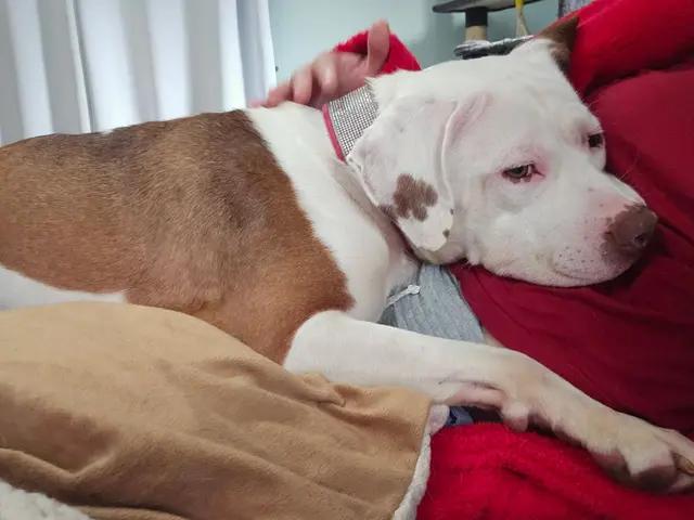 Enlarge Flo, an adoptable mixed breed in Troy, MI image 6/11