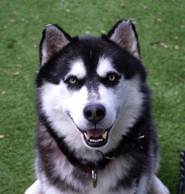 Enlarge BLAZER, a Adoptable Siberian Husky in Agoura, CA image 1/1