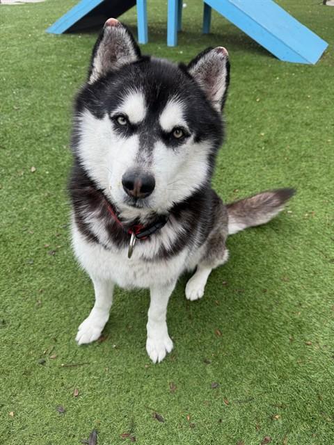 Enlarge BLAZER, a Adoptable Siberian Husky in Agoura, CA image 1/1