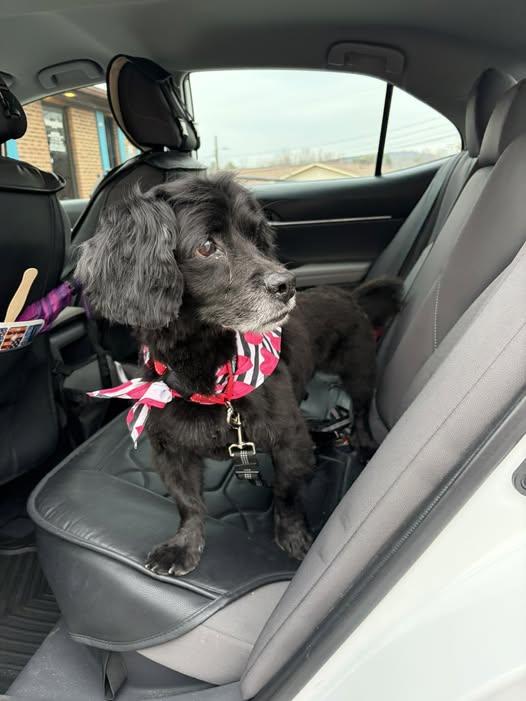 Enlarge Cooper, a ADOPTABLE Cocker Spaniel in Wilkesboro, NC image 1/2