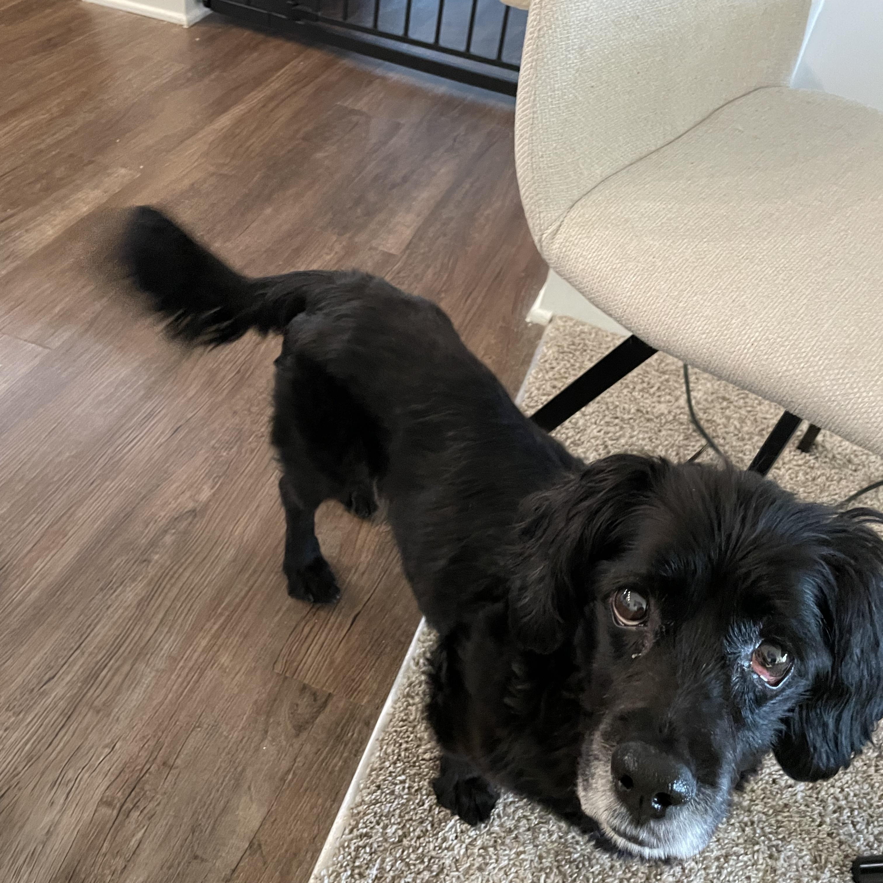 Cooper, adoptable, Senior Male Cocker Spaniel.