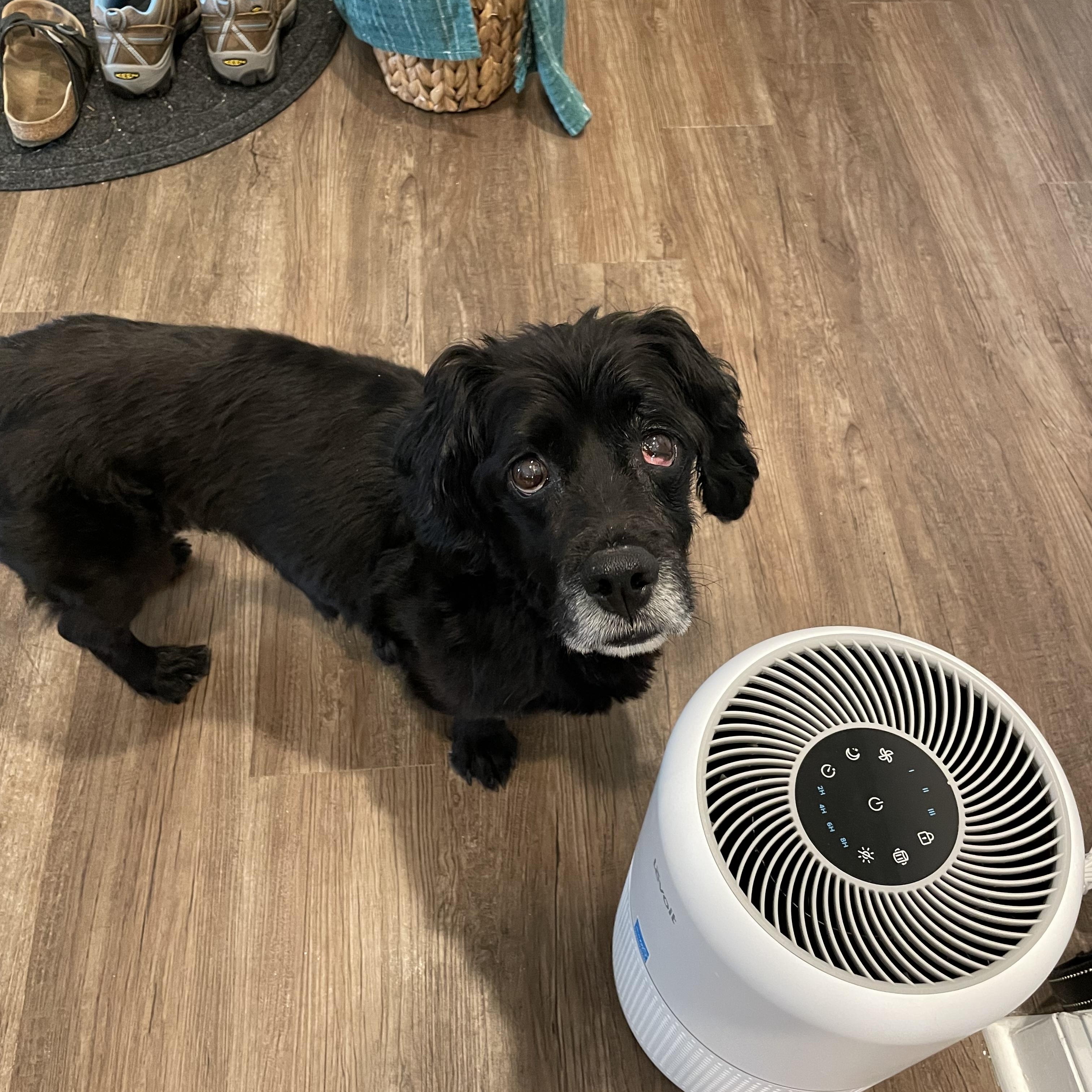 Enlarge Cooper, an adoptable Cocker Spaniel in Wilkesboro, NC image 2/3