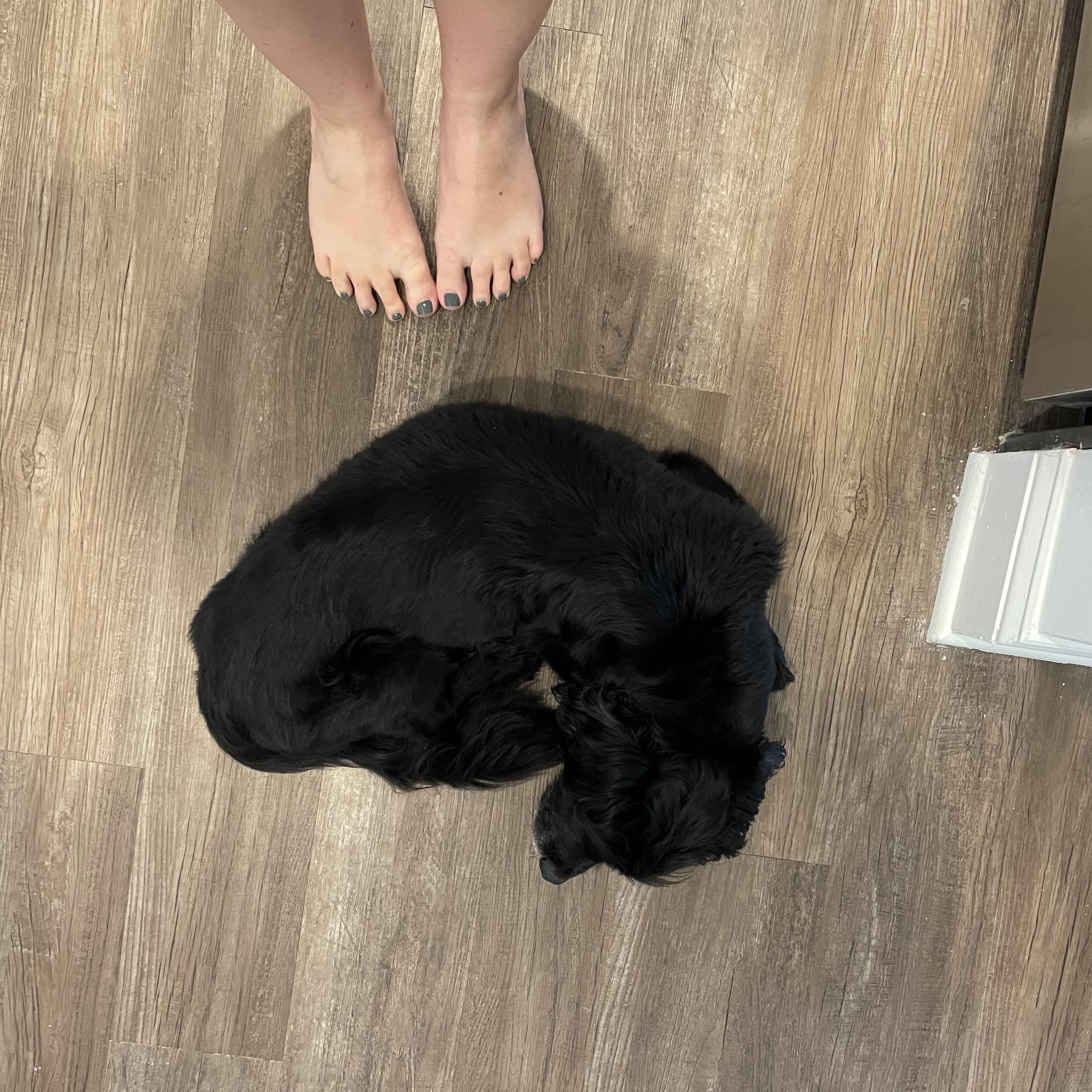 Enlarge Cooper, an adoptable Cocker Spaniel in Wilkesboro, NC image 3/3