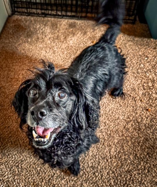 Enlarge Cooper, a ADOPTABLE Cocker Spaniel in Wilkesboro, NC image 2/2