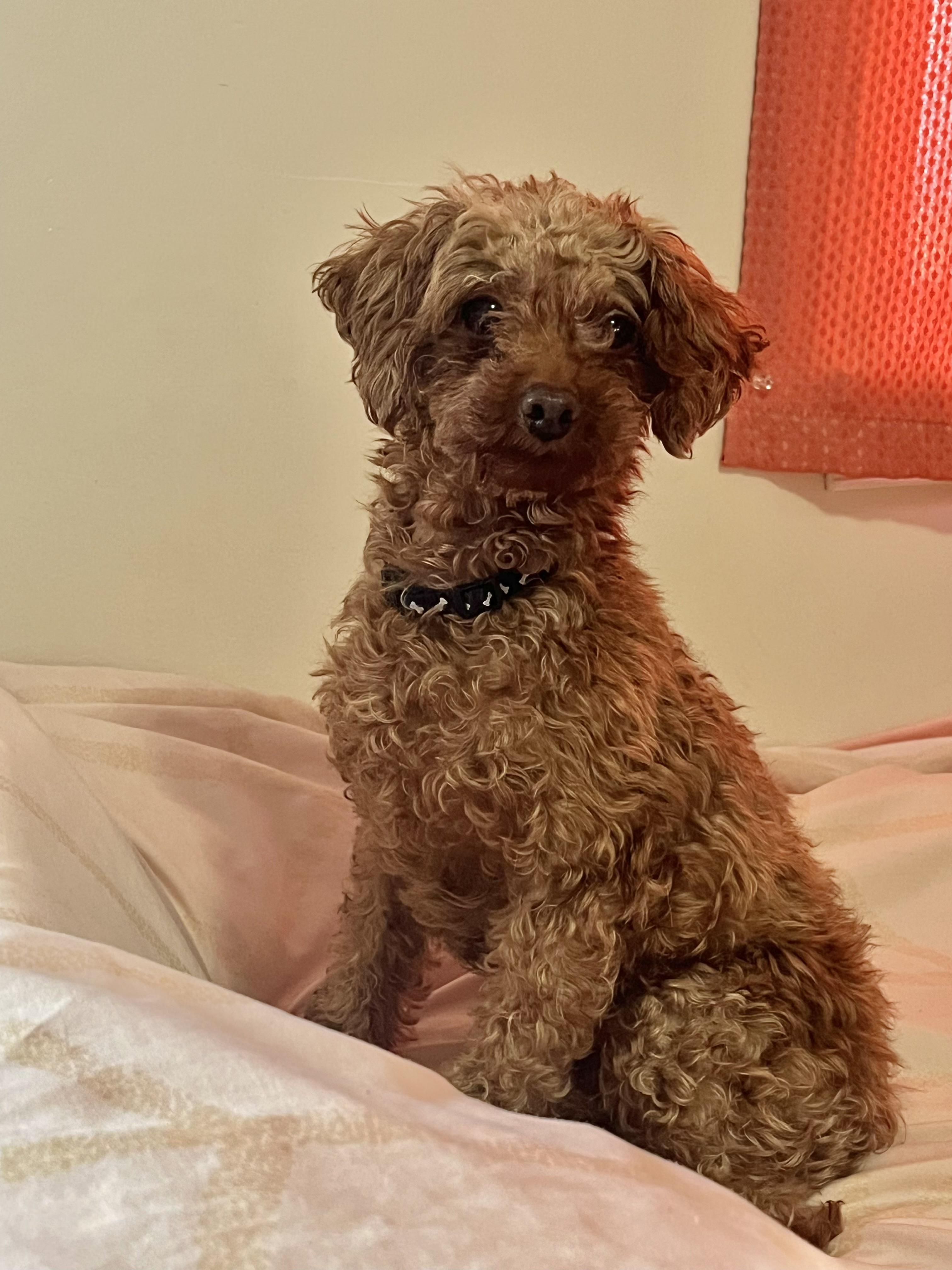 Enlarge Leo, a Adoptable Miniature Poodle in Barnegat, NJ image 2/4
