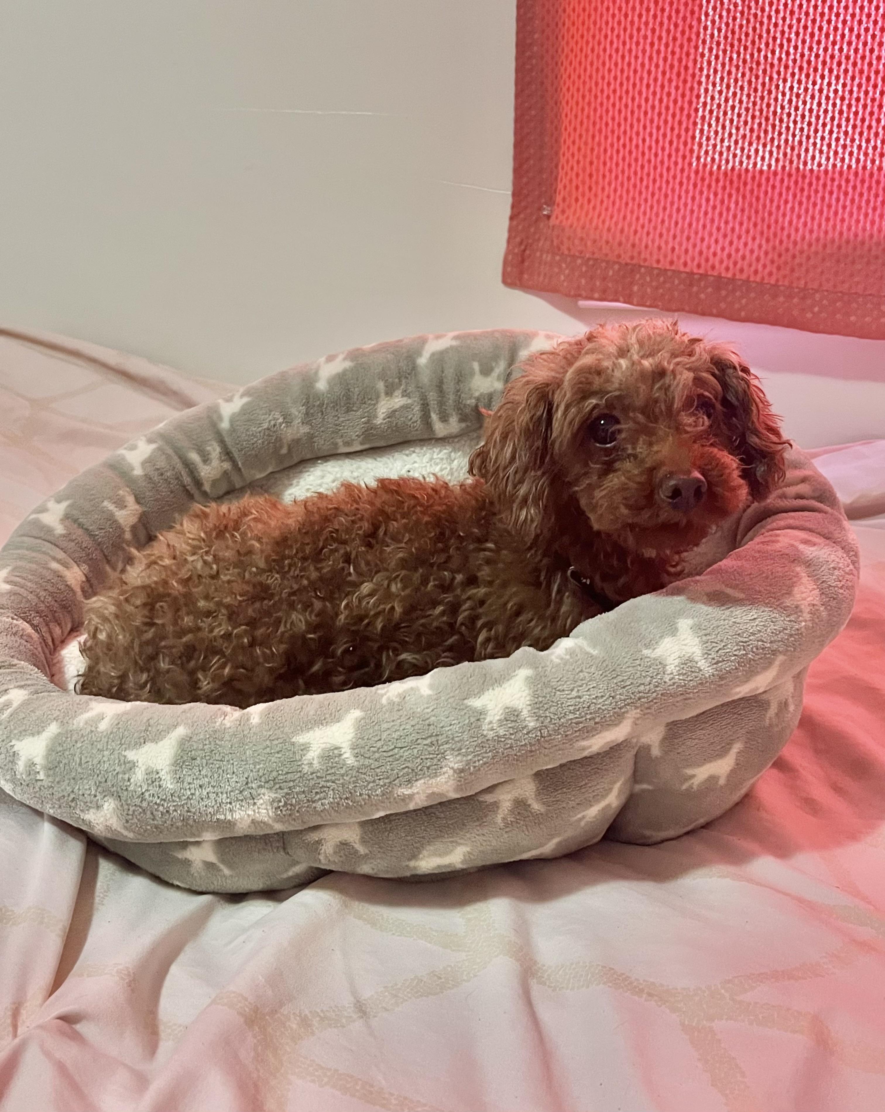 Enlarge Leo, a Adoptable Miniature Poodle in Barnegat, NJ image 3/4