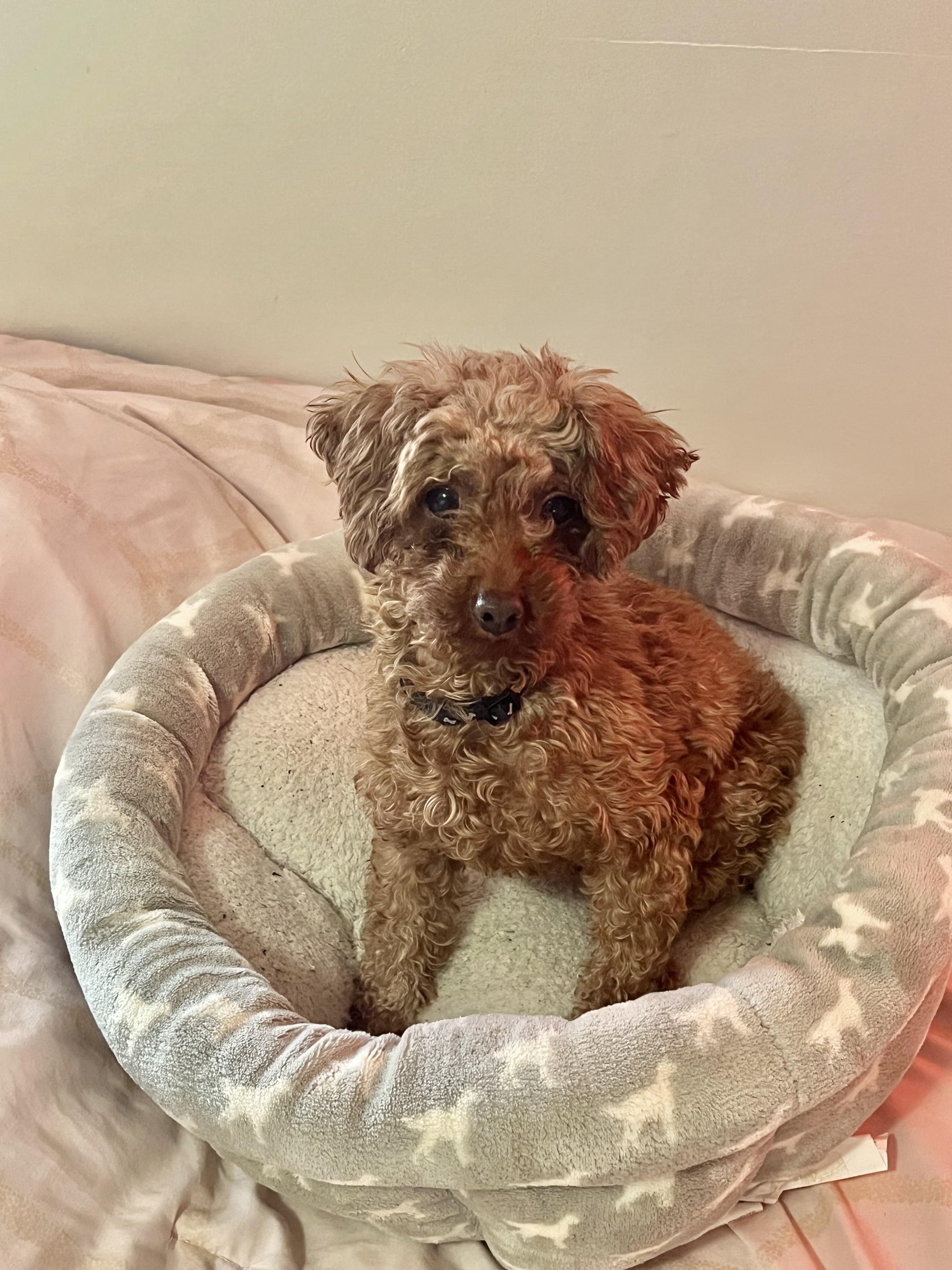 Enlarge Leo, a Adoptable Miniature Poodle in Barnegat, NJ image 4/4