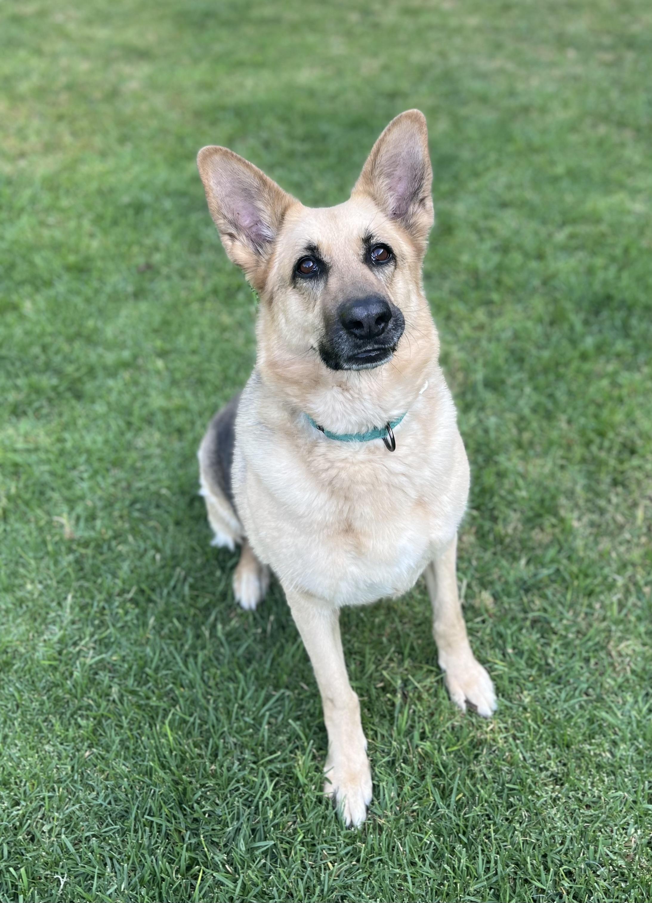 RHONDA, ADOPTABLE, Adult Female German Shepherd Dog & Husky.