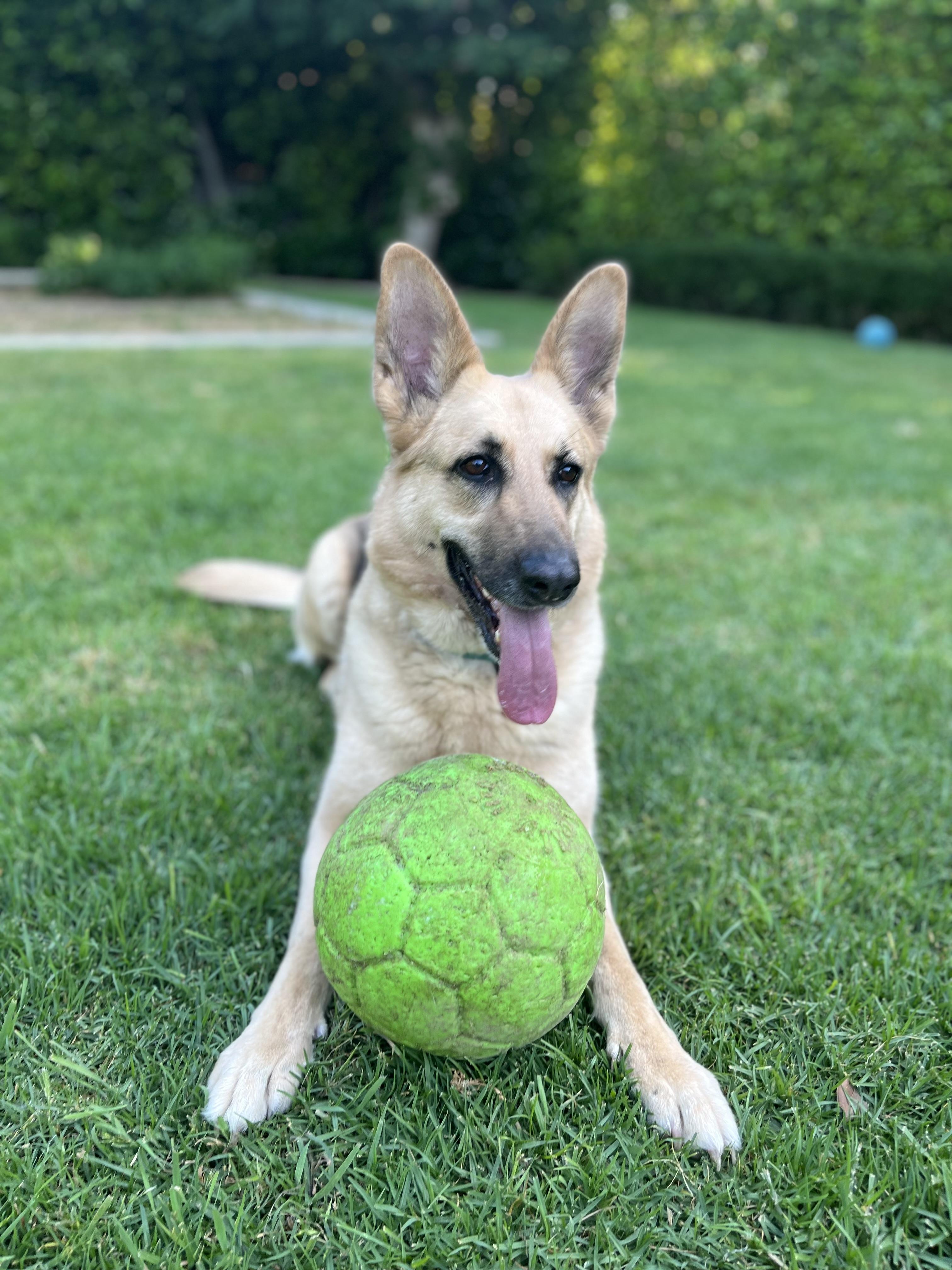Enlarge RHONDA, a ADOPTABLE mixed breed in Los Angeles, CA image 4/5