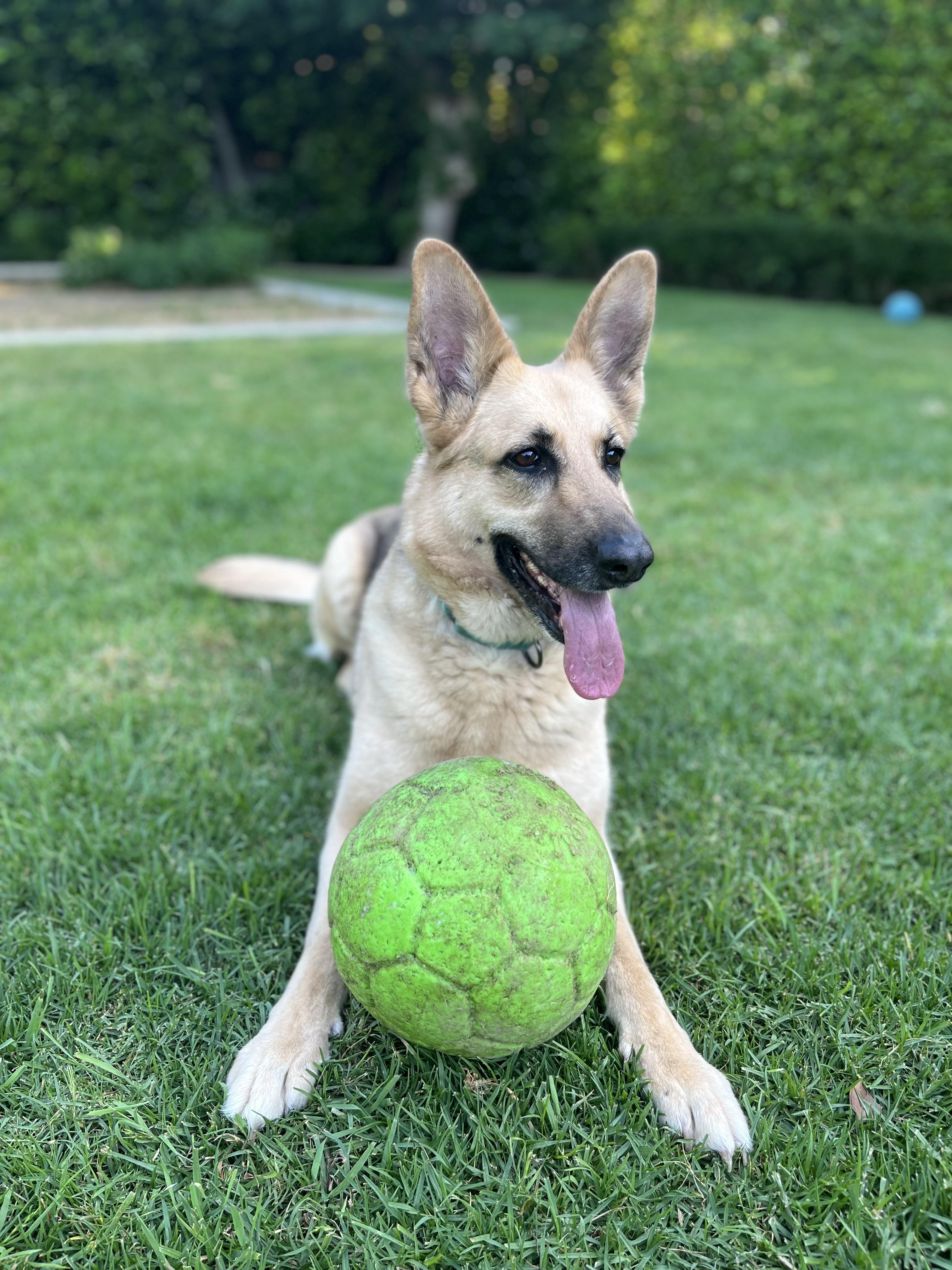 Enlarge RHONDA, a ADOPTABLE mixed breed in Los Angeles, CA image 3/5