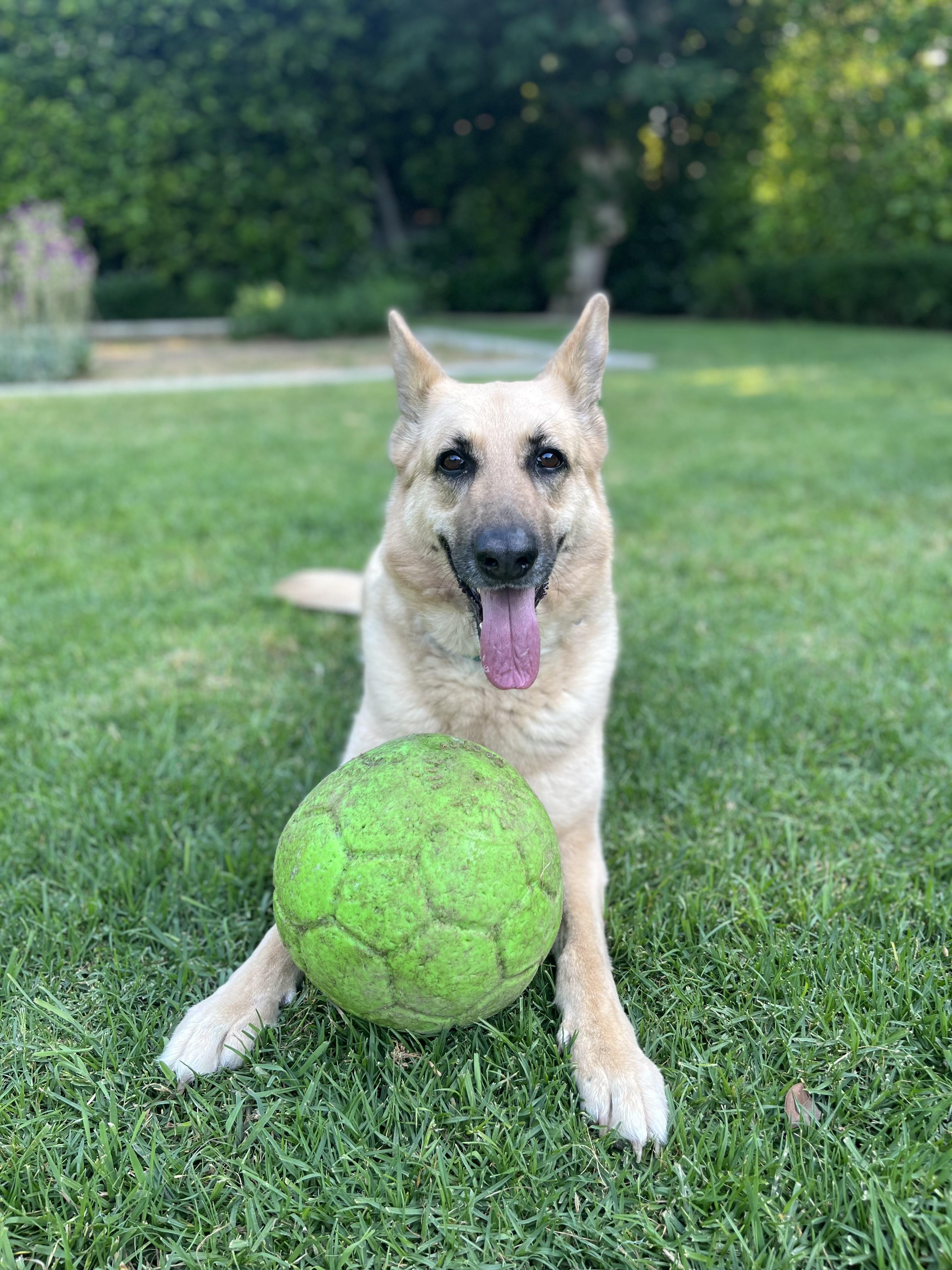Enlarge RHONDA, a ADOPTABLE mixed breed in Los Angeles, CA image 5/5