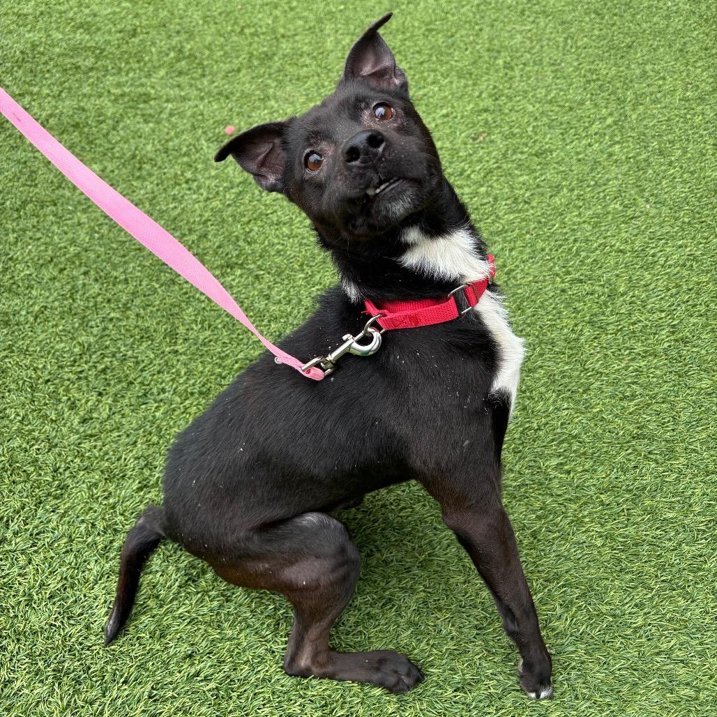 Loofah, Adoptable, Adult Male Mixed Breed.