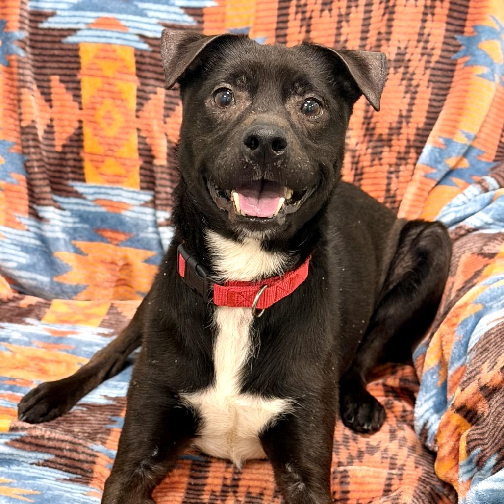 Enlarge Loofah, a Adoptable Mixed Breed in Washington Township, OH image 2/6