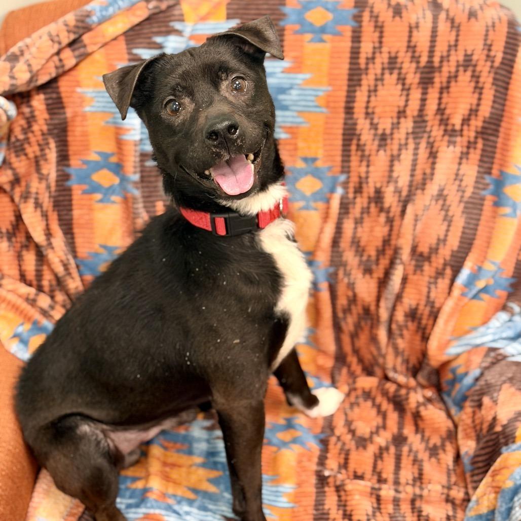 Enlarge Loofah, a Adoptable Mixed Breed in Washington Township, OH image 3/6