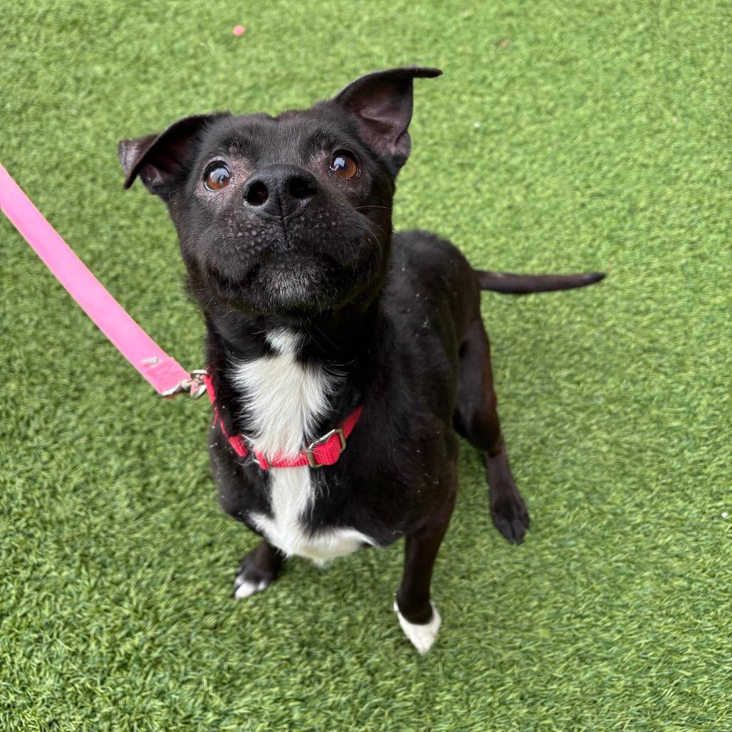 Enlarge Loofah, a Adoptable Mixed Breed in Washington Township, OH image 4/6