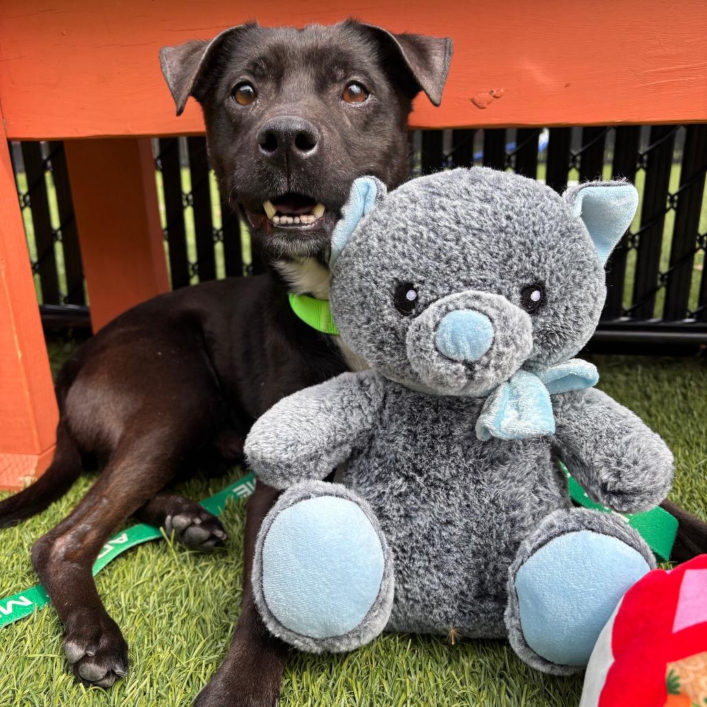 Enlarge Loofah, a Adoptable Mixed Breed in Washington Township, OH image 5/6
