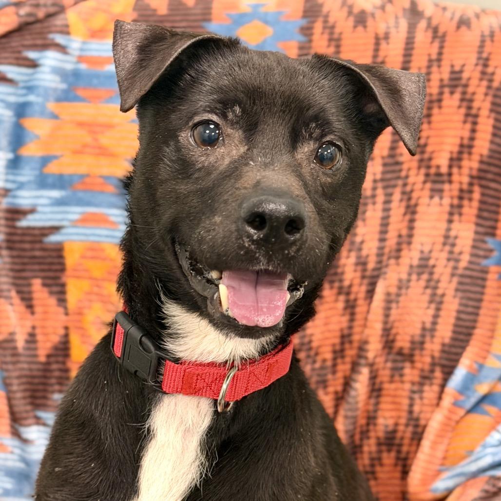 Enlarge Loofah, a Adoptable Mixed Breed in Washington Township, OH image 6/6