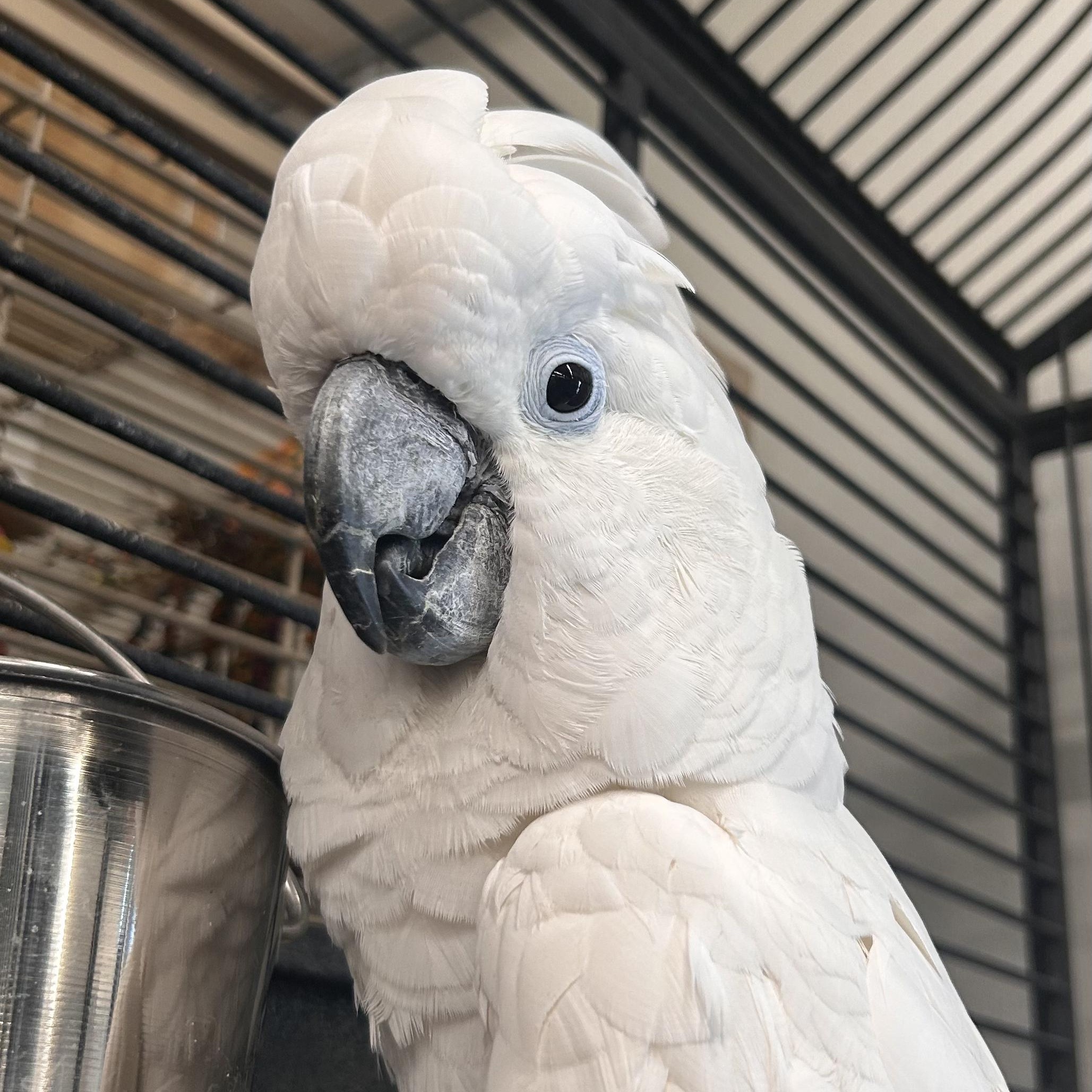 Enlarge Buddy, a Adoptable Cockatoo in Warwick, RI image 2/6