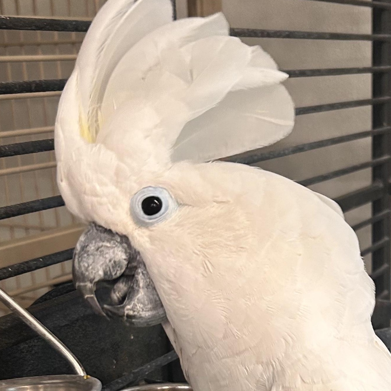 Enlarge Buddy, a Adoptable Cockatoo in Warwick, RI image 4/6