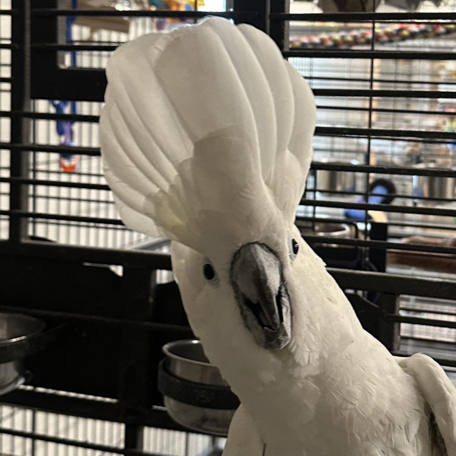Enlarge Buddy, a Adoptable Cockatoo in Warwick, RI image 3/6