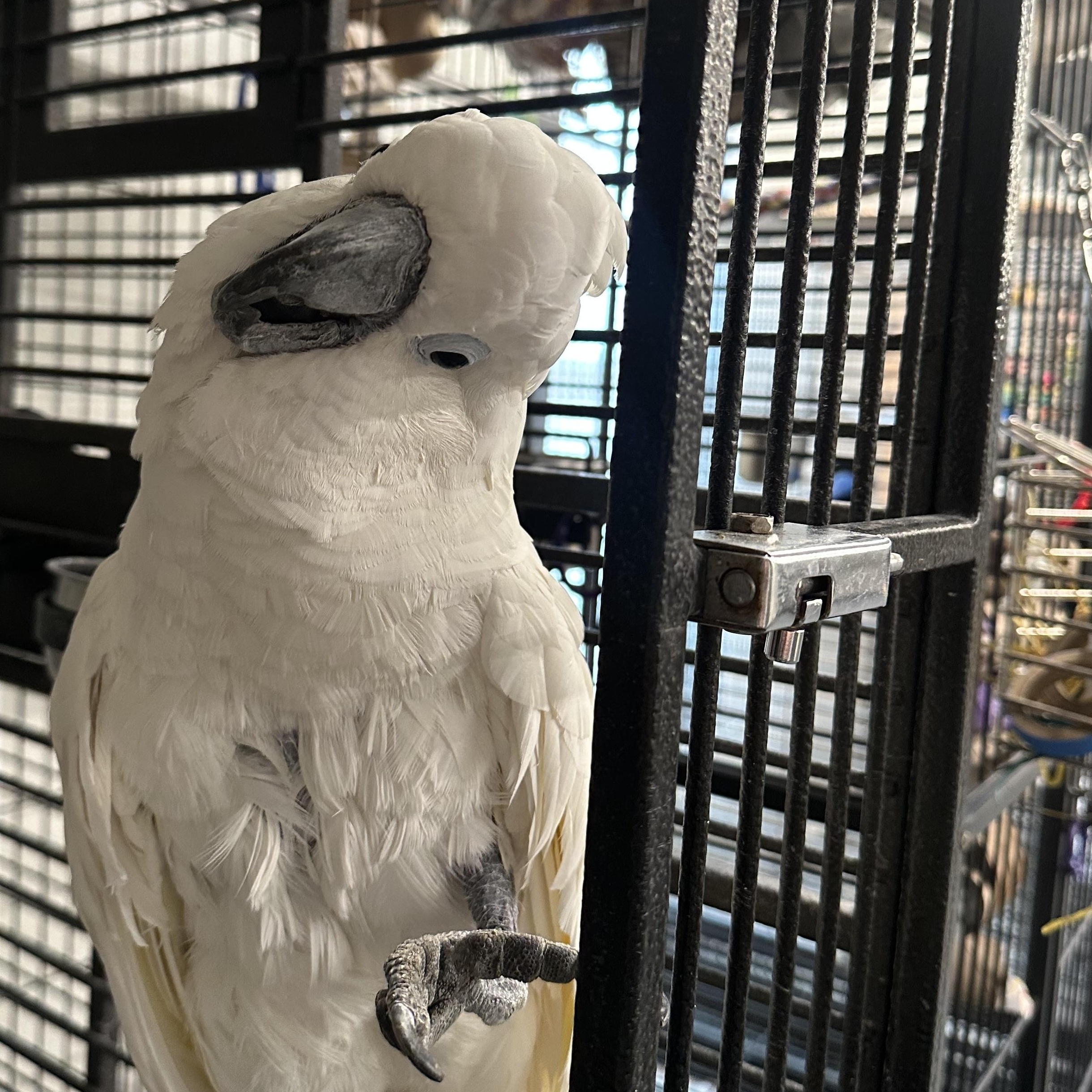 Enlarge Buddy, a Adoptable Cockatoo in Warwick, RI image 6/6