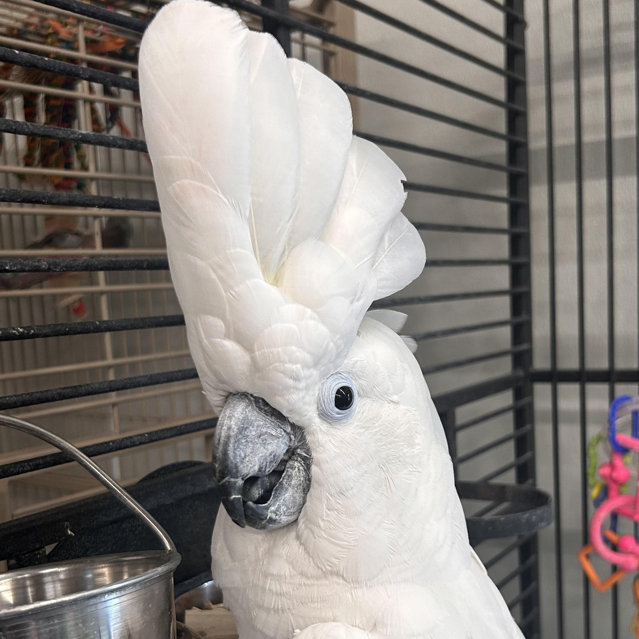 Enlarge Buddy, a Adoptable Cockatoo in Warwick, RI image 1/6