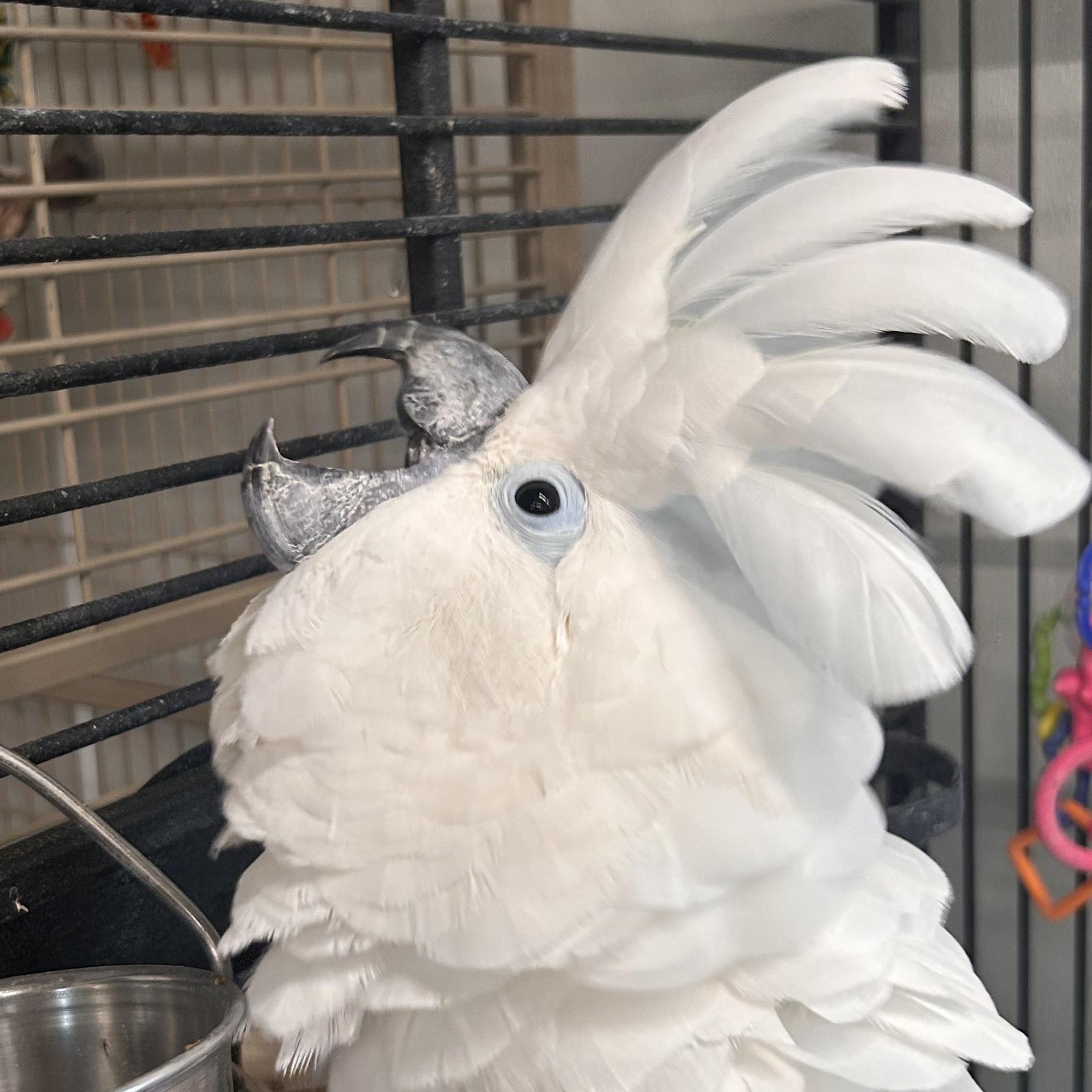Enlarge Buddy, a Adoptable Cockatoo in Warwick, RI image 5/6