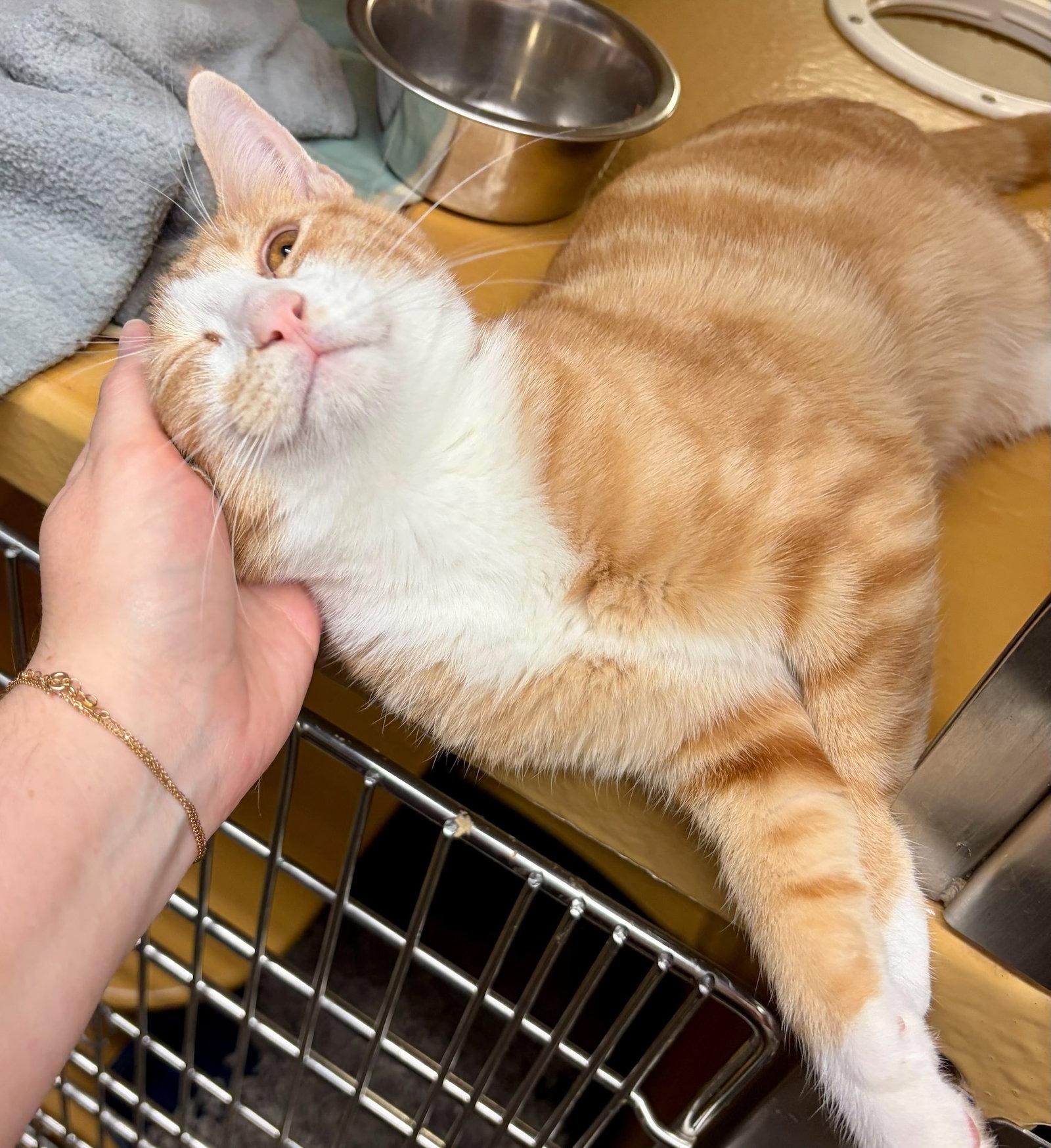 OJ, Adoptable, Kitten Male Domestic Short Hair.