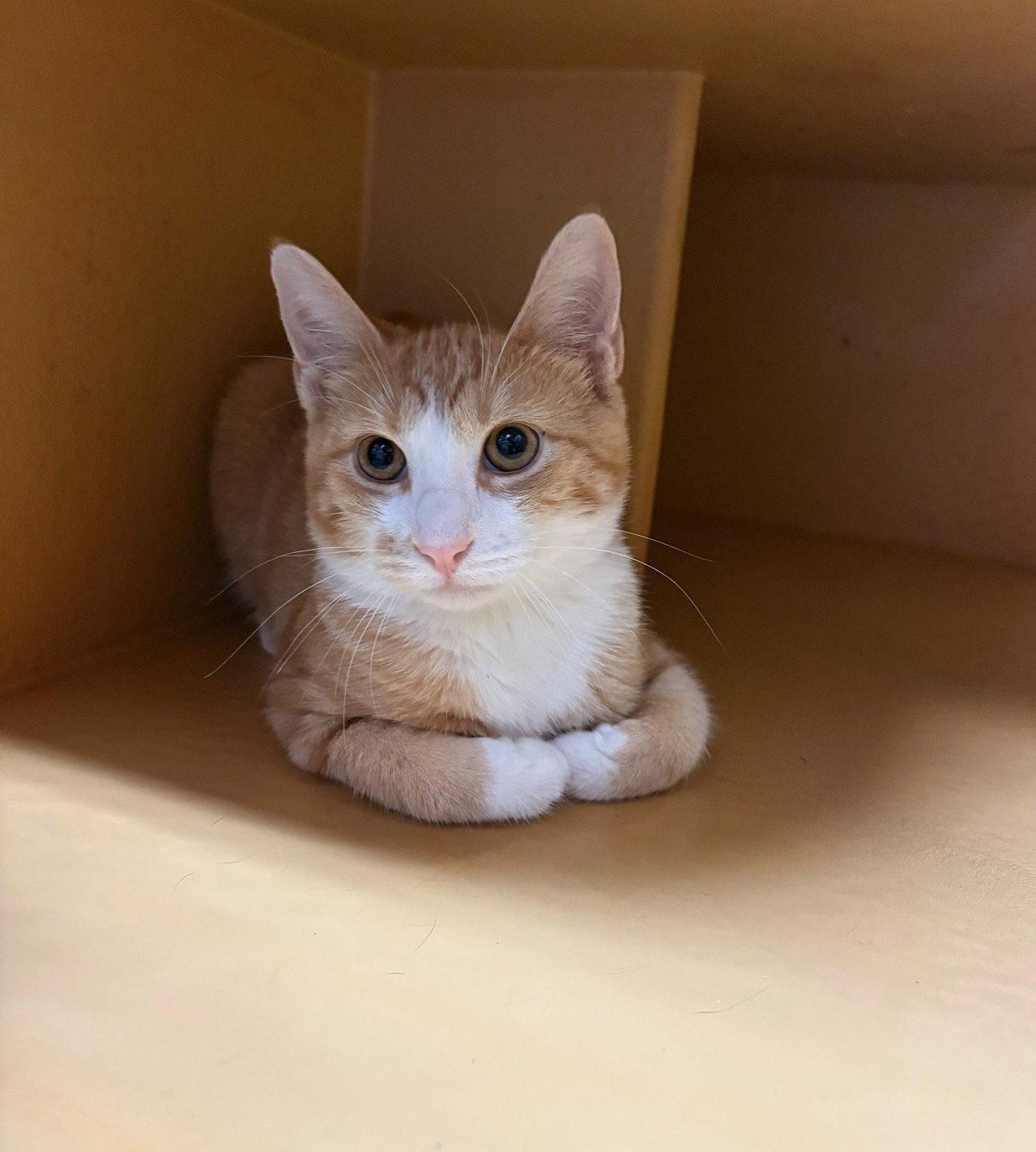 Enlarge OJ, a Adoptable Domestic Short Hair in Brooklyn, NY image 2/3