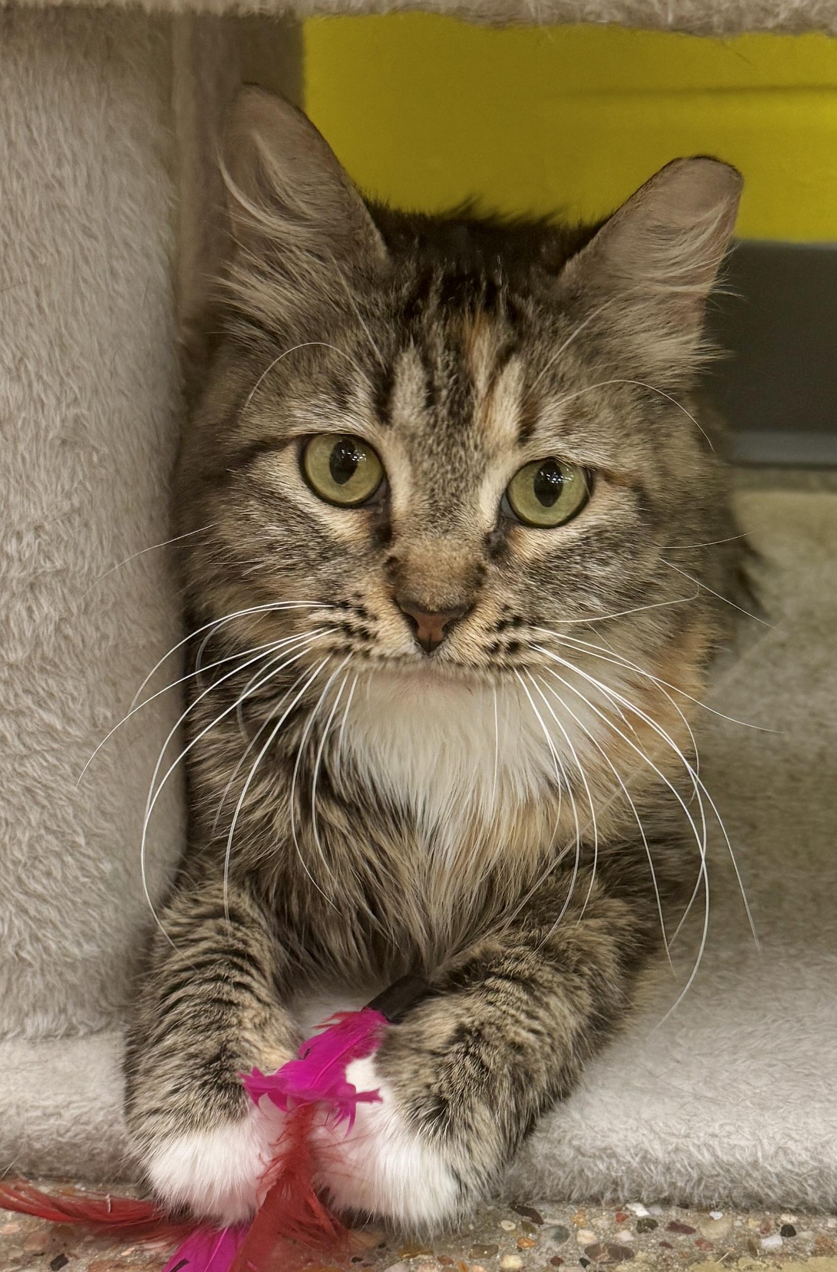 Enlarge Daisy (sweet as can be), an adopted mixed breed in Houston, TX image 1/6