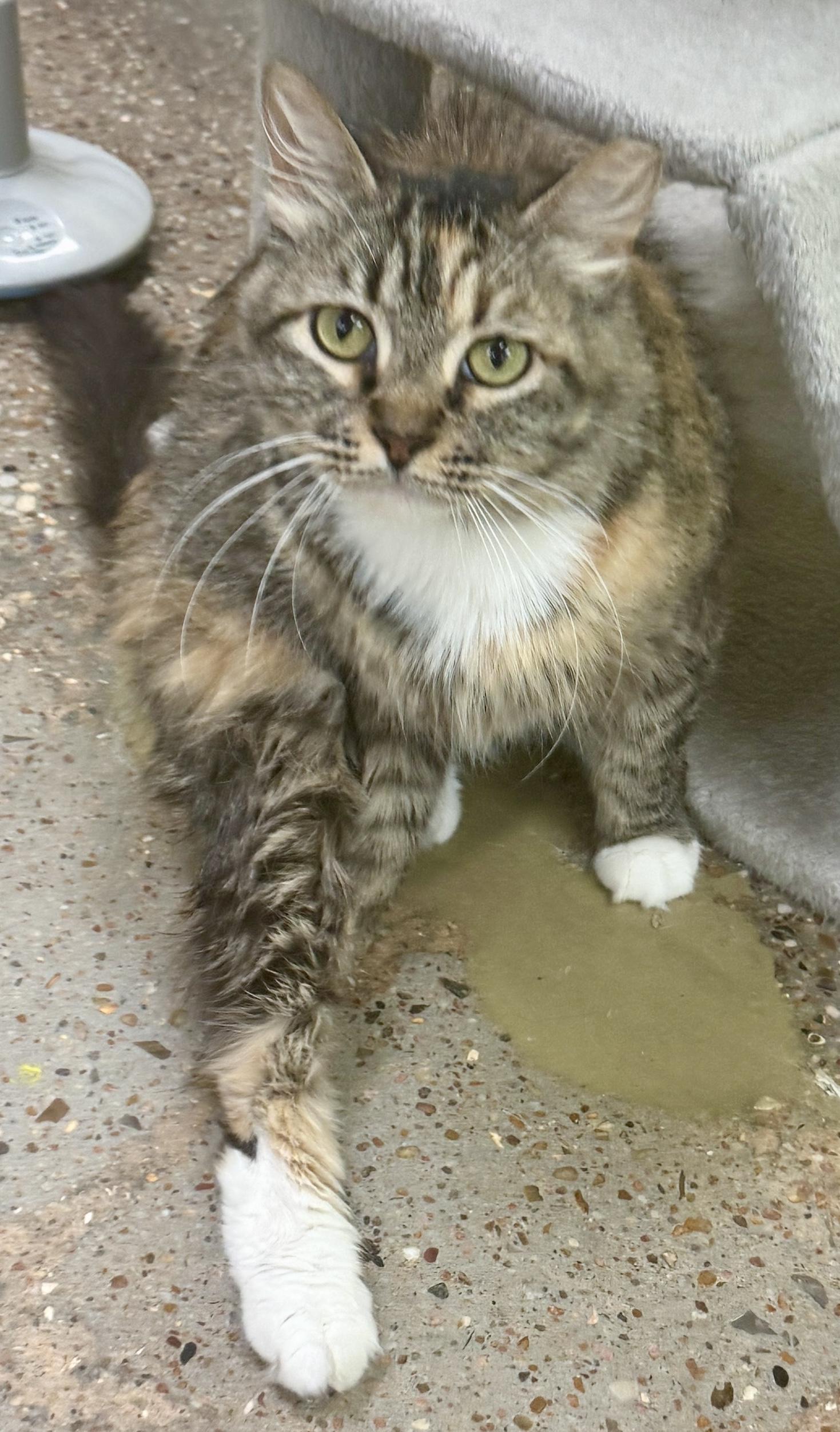 Enlarge Daisy (sweet as can be), an adopted mixed breed in Houston, TX image 5/6