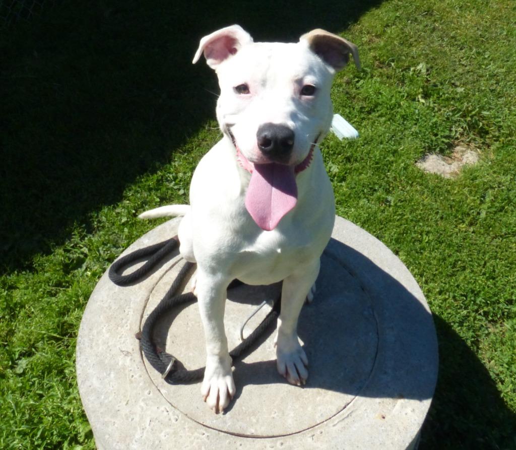 Ranger, Adoptable, Puppy Male Staffordshire Bull Terrier.